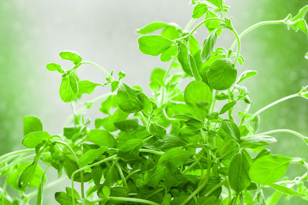 Marjoram