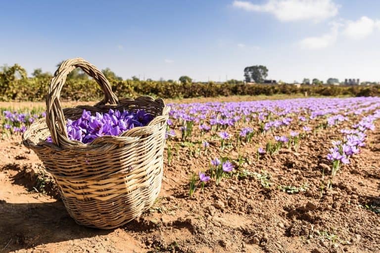 What Does Saffron Taste Like? Flavor & Cooking Guide