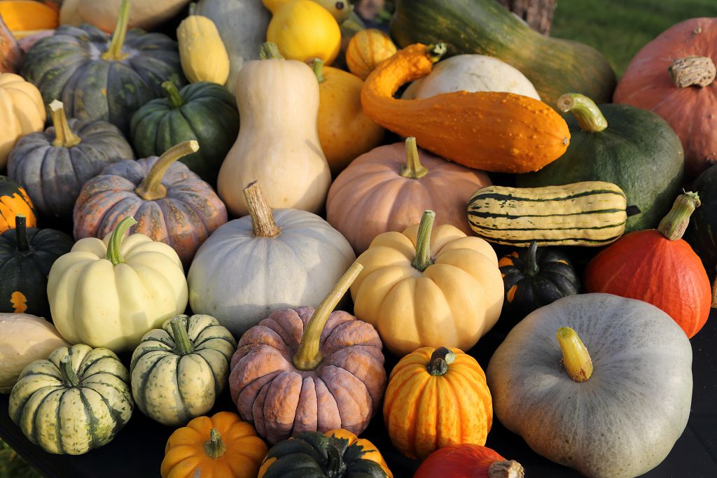 types of Squash