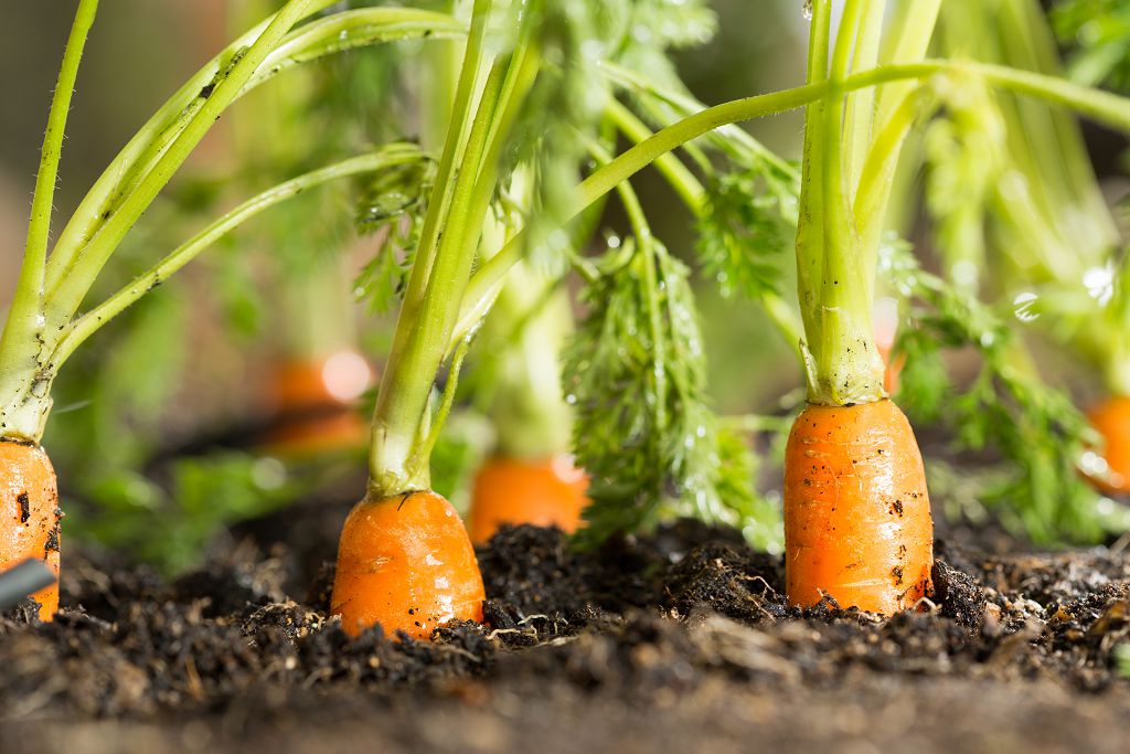 carrots grown on the ground