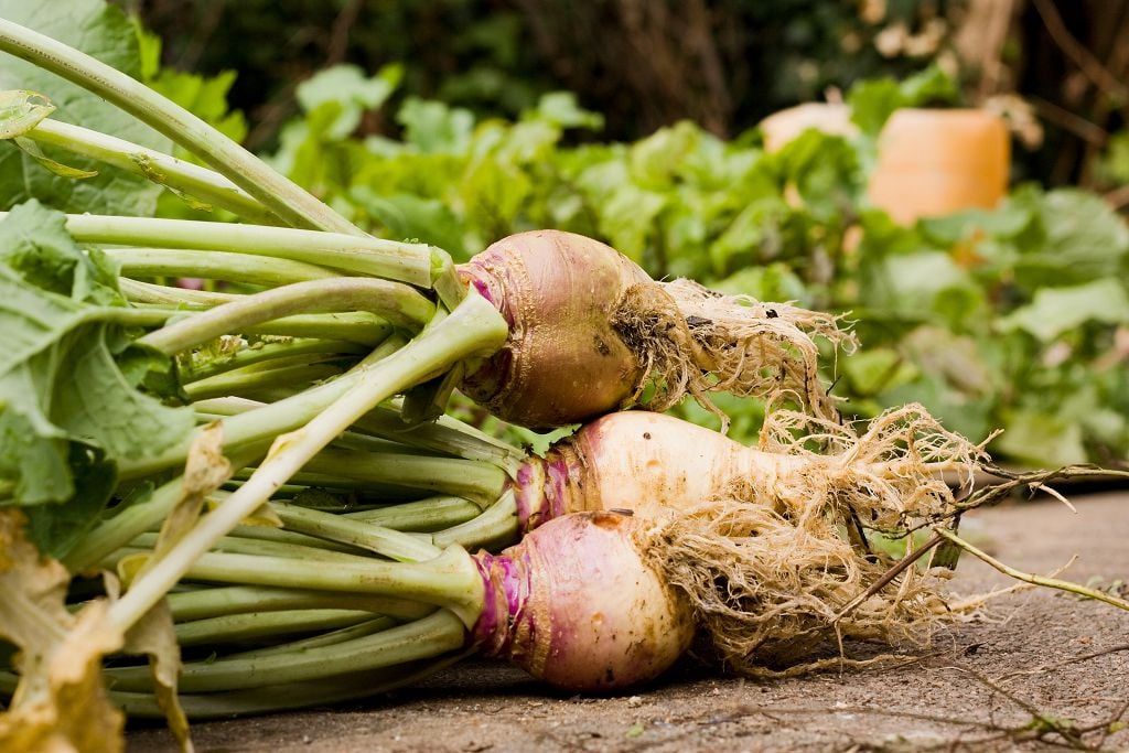 Swedes and vegetables