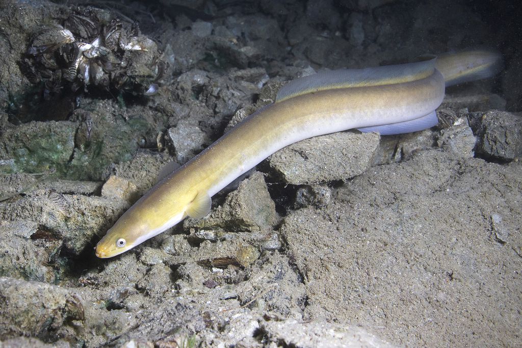 An Eel in the nature