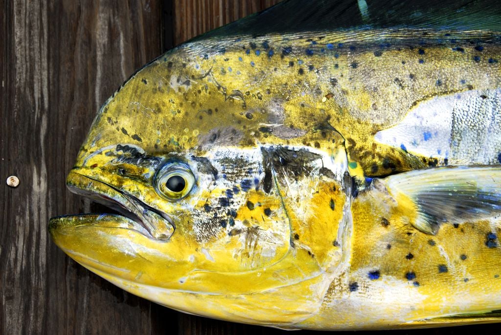 Mahi Mahi on the table