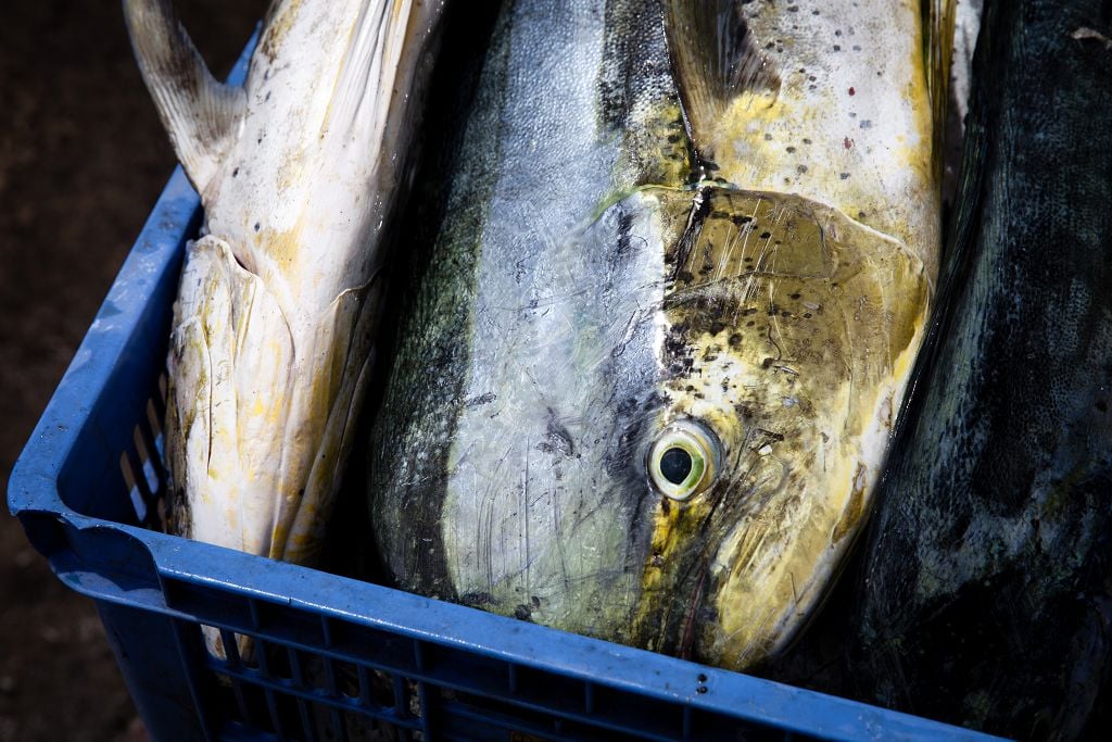 Mahi Mahi in the blue basket