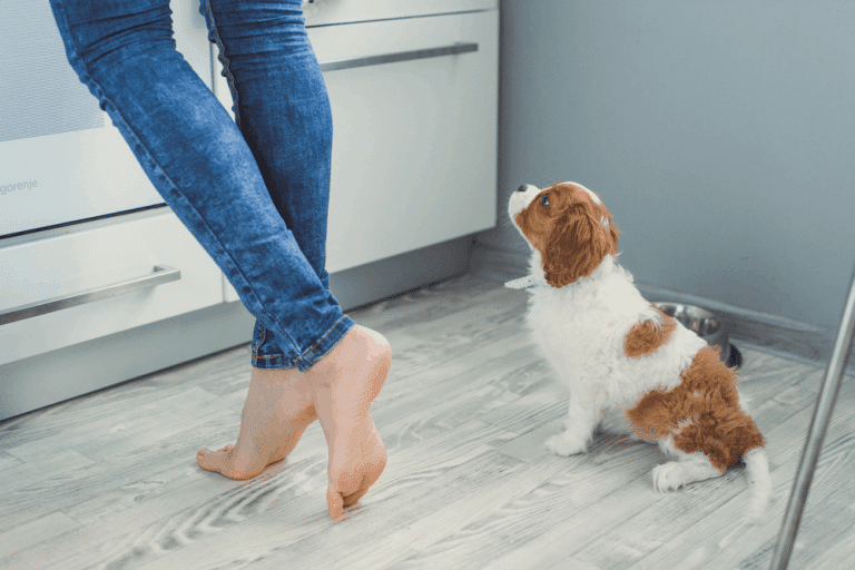 Puppy on the kitchen floor near the feet of a girl