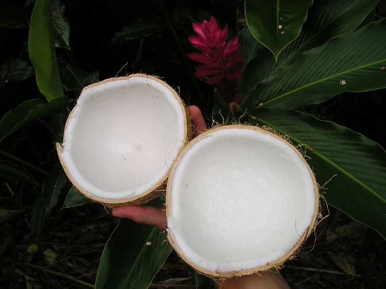 Slices of Coconut