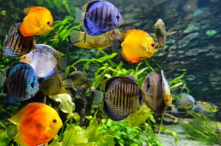 Does Watching Fish Relieve Stress?