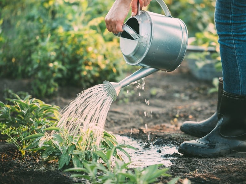 watering herbs