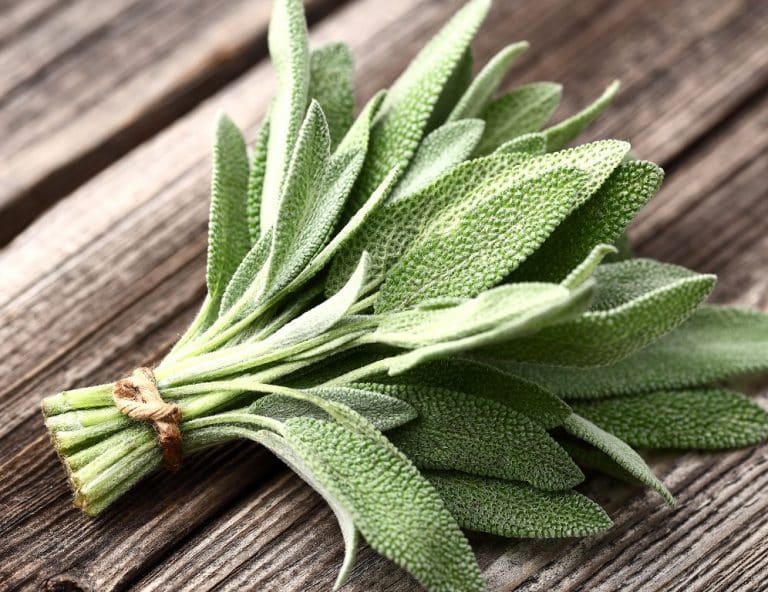 The 5 Best Substitutes For Sage for Your Favorite Recipes