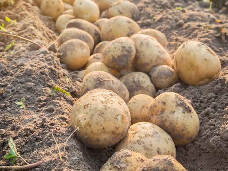 How Long Do Raw Potatoes Last