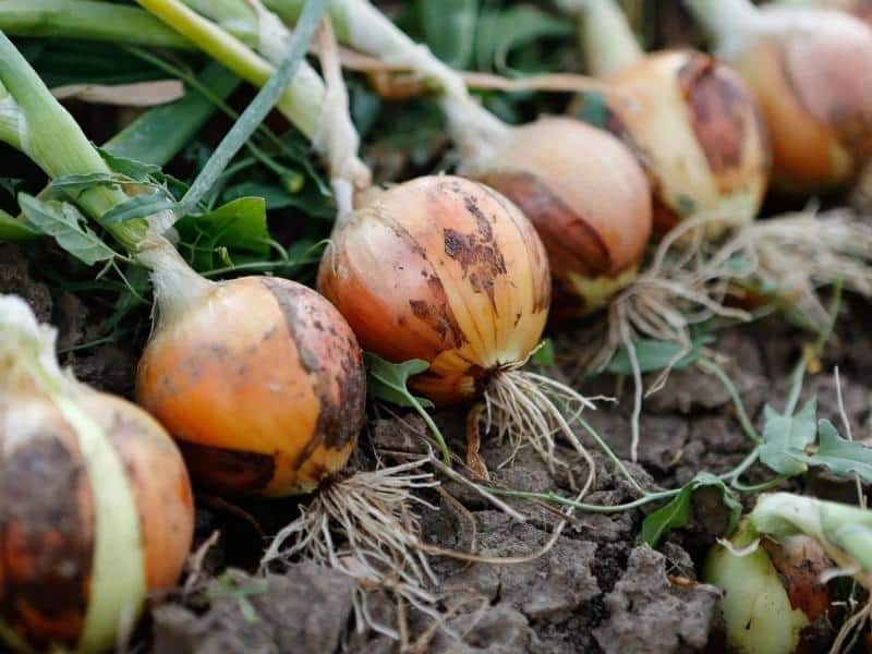 planting Spanish onion