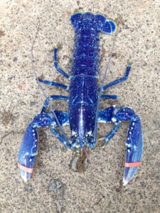 Blue Lobster Unique Strange Fishing Diving Rare Marine Life