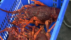 Large Freshly Caught Southern Rock Lobster In Tasmania