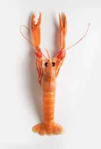 Fresh Norway Lobster