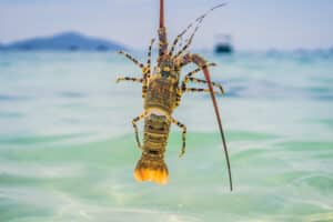 Lobster In The Hands Of A Diver