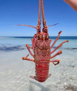 A Freshly Caught Western Australian Rock Lobster