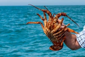 Crayfish At Banks Peninsula New Zealand