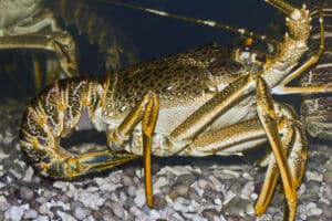 West Coast Rock Lobster (Jasus Lalandii)