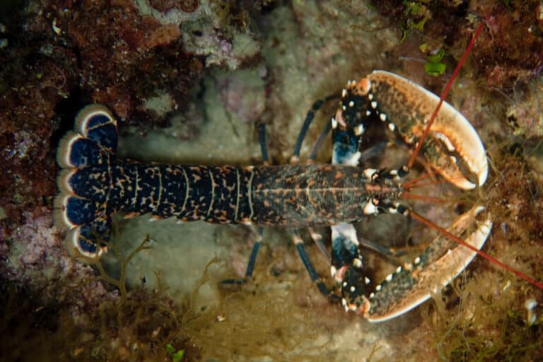 Homarus Gammarus Known As The European Lobster Or Common Lobster