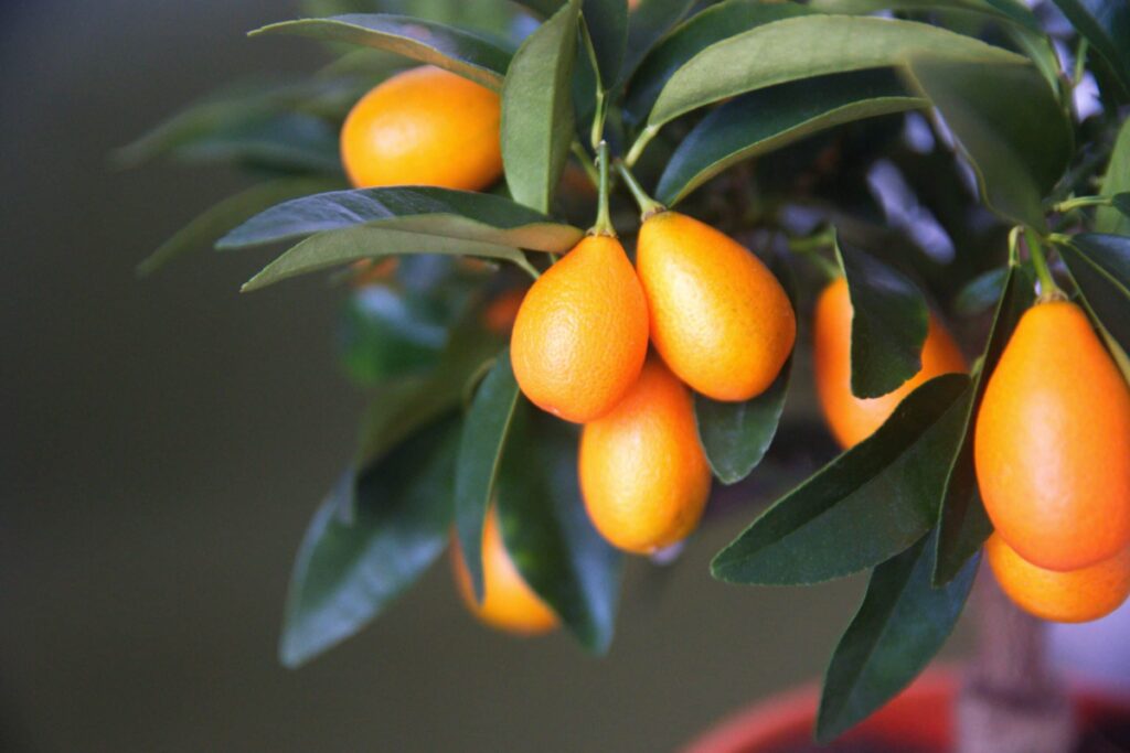 Kumquat